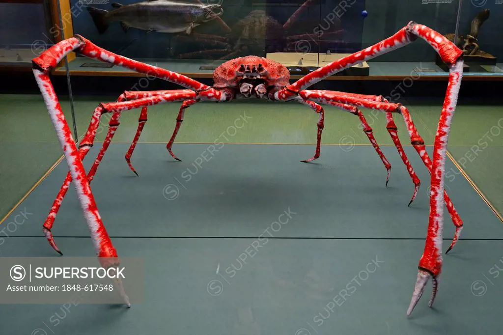 Japanese Spider Crab (Macrocheira kaempferi), preserved specimen in an exhibition at Meeresmuseum, Oceanographic Museum, Hanseatic City of Stralsund, ...