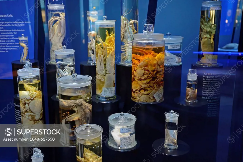 Display case with preserved specimen at the Ozeaneum, Hanseatic City of Stralsund, Mecklenburg-Western Pomerania, Germany, Europe, Property Release fo...