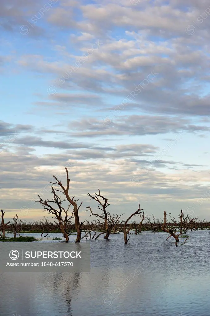 Dead trees in flooded areas caused by a road construction project supported by the Inter-American Development Bank, IDB, on the floodplains of the Pil...