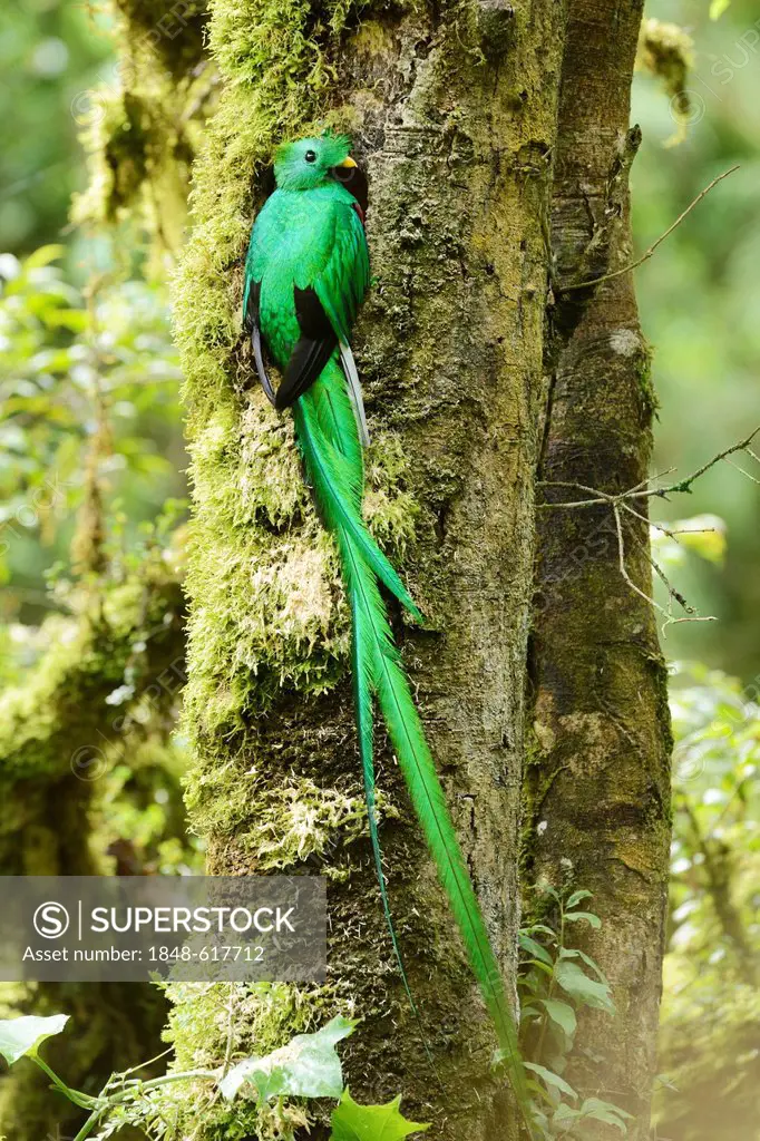 Resplendent quetzal (Pharomachrus mocinno), male, in breeding burrow, San Gerardo de Dota, Costa Rica, Central America