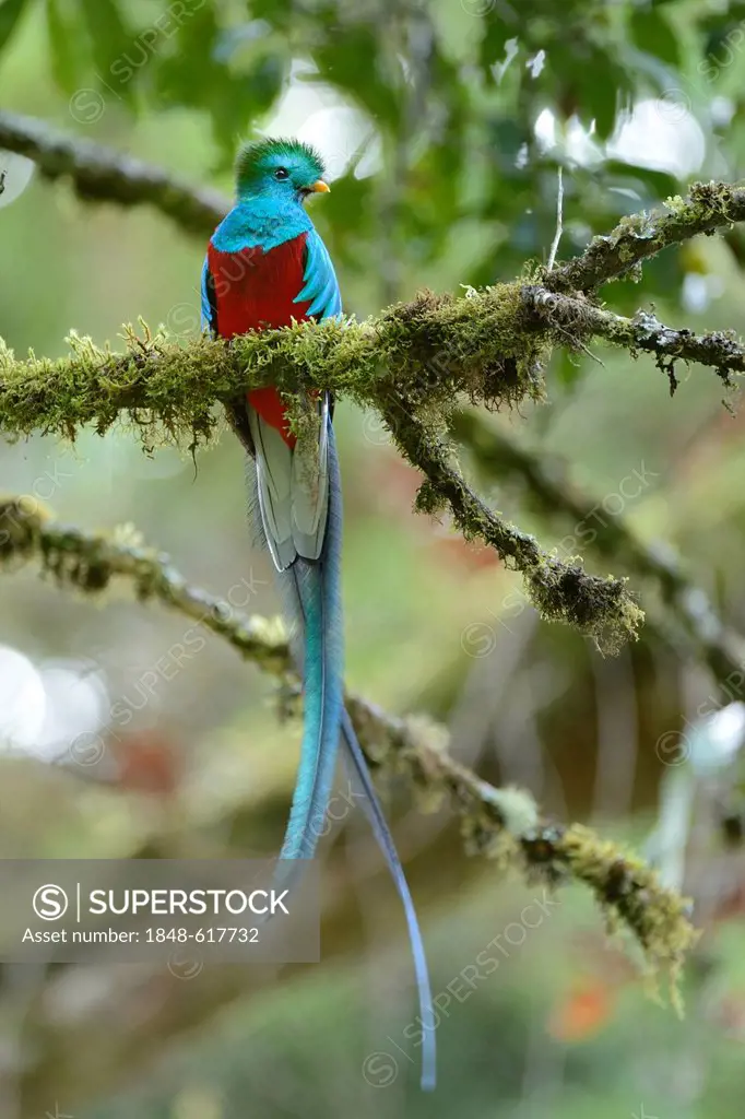 Resplendent quetzal (Pharomachrus mocinno), male, perched on a branch, San Gerardo de Dota, Costa Rica, Central America