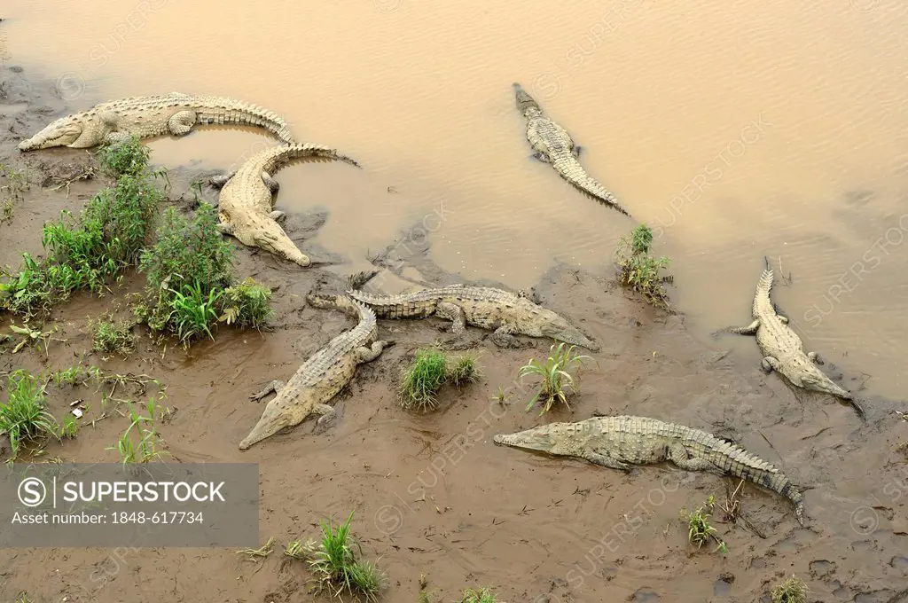 American crocodiles (Crocodylus acutus) on the Tarcoles river, Costa Rica, Central America
