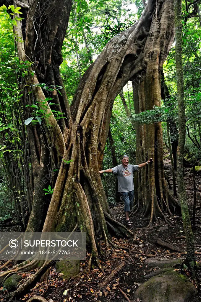 Tourist standing in front of a huge Strangler fig tree (Ficus sp.), Rincon de la Vieja National Park, Guanacaste province, Costa Rica, Central America