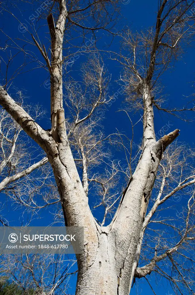 Dead tree against a blue sky, Ai-Ais - Richtersveld Transfrontier National Park, Namibia, Africa