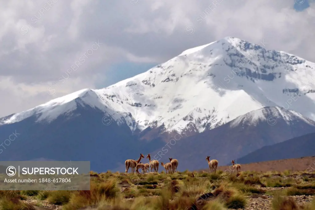 Wild vicunas (Vicugna vicugna), standing in front of the snow-covered peaks of the Andes, Altiplano, area between Bolivia, Argentina and Chile, South ...