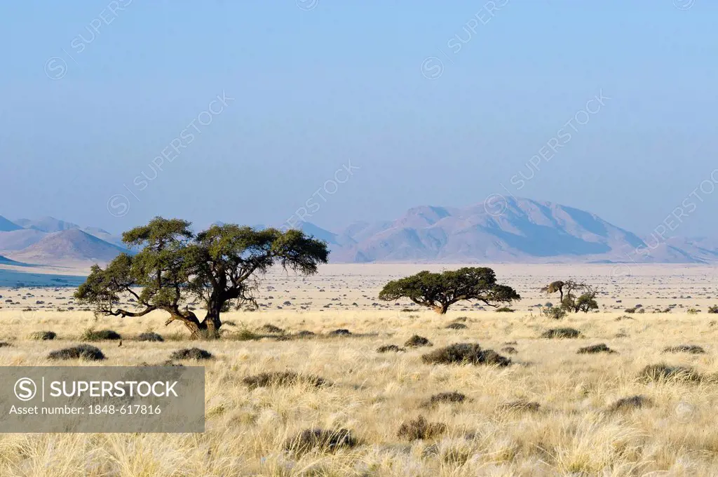 Landscape with thorntrees (Acacia), Koiimasis farm, Tiras mountains, Namibia, Africa