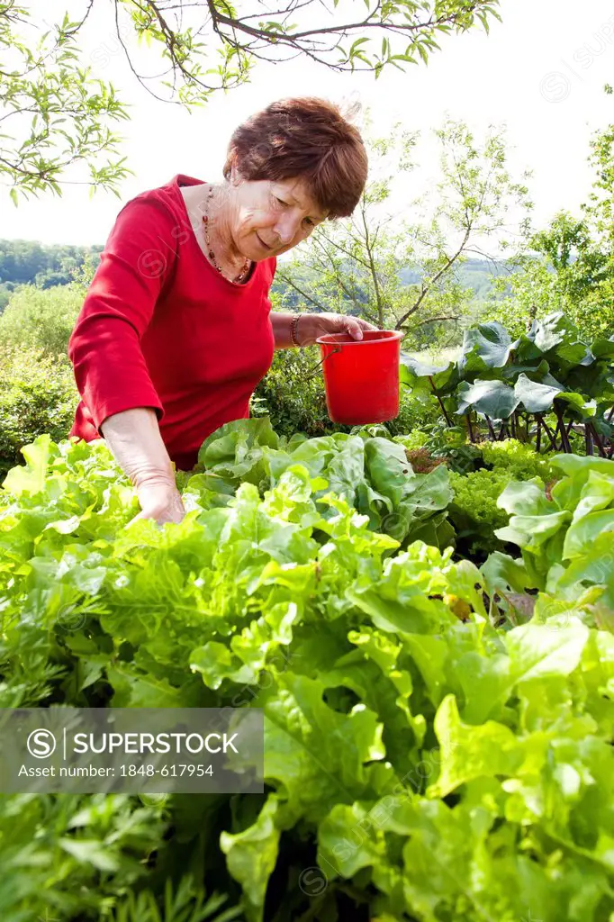 Elderly woman, retiree, 70-80 years old, working on a raised bed in a garden, Bengel, Rhineland-Palatinate, Germany, Europe