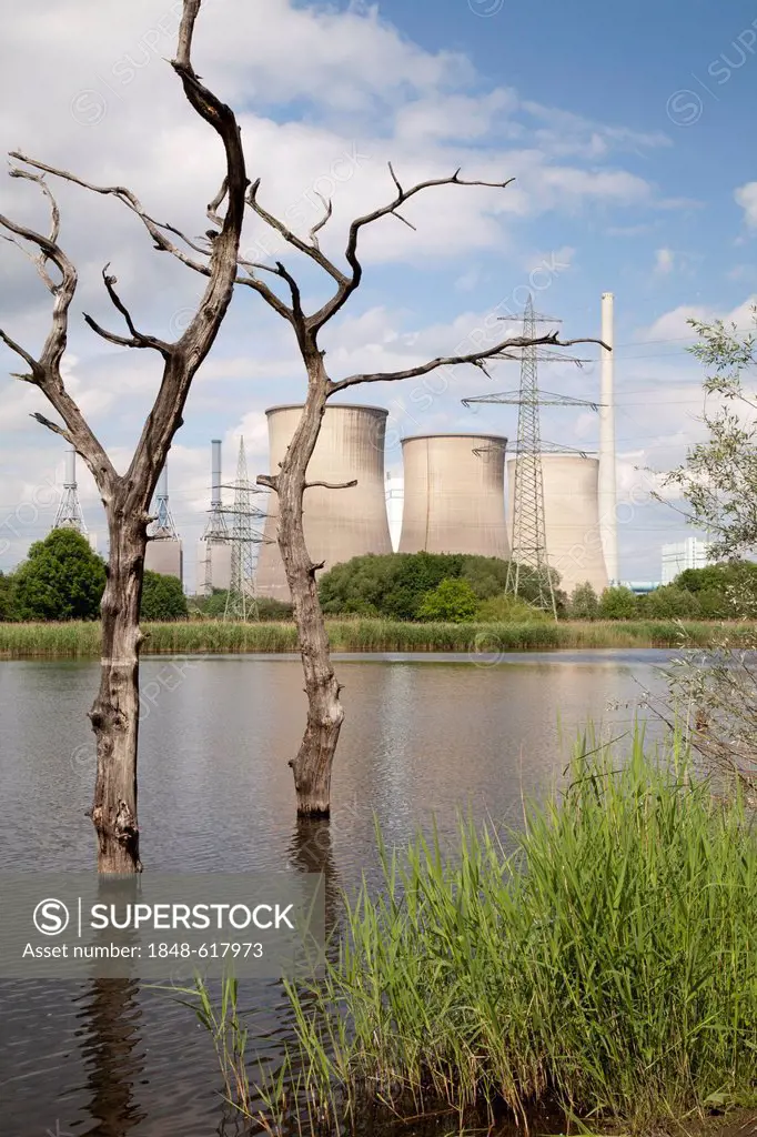 Dead trees in the water, RWE Power AG's Gersteinwerk combined cycle power plant at the back, Stockum, Werne, North Rhine-Westphalia, Germany, Europe, ...