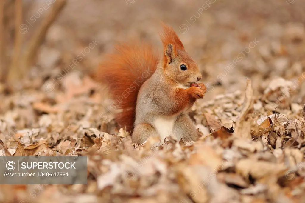 Eurasian red squirrel (Sciurus vulgaris) eating, Stadtpark Leipzig park, Saxony, Germany, Europe