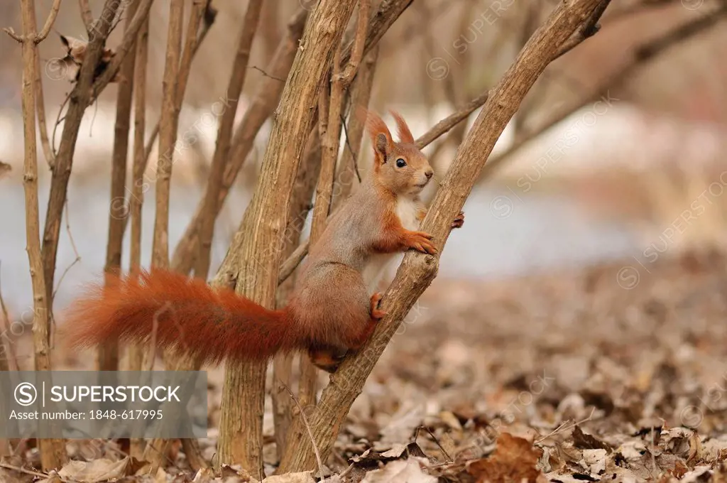 Eurasian red squirrel (Sciurus vulgaris), Stadtpark Leipzig park, Saxony, Germany, Europe