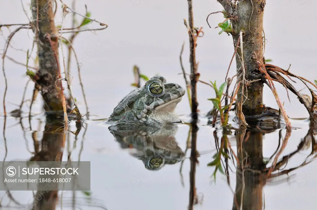 European green toad (Bufo viridis complex) in a gravel pit filled with water near Leipzig, Saxony, Germany, Europe