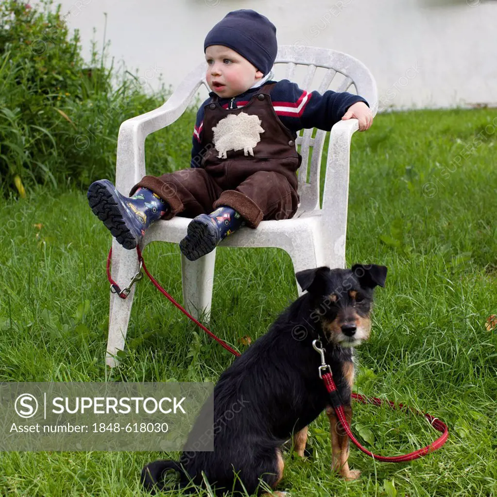 Boy, 17 months old, sitting on a chair with a terrier tied to it