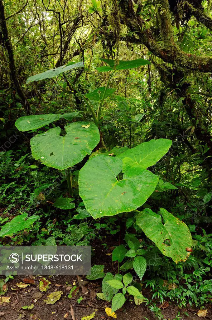 Shaving brush plant (Haemanthus albiflos) in Monteverde, Costa Rica, Central America