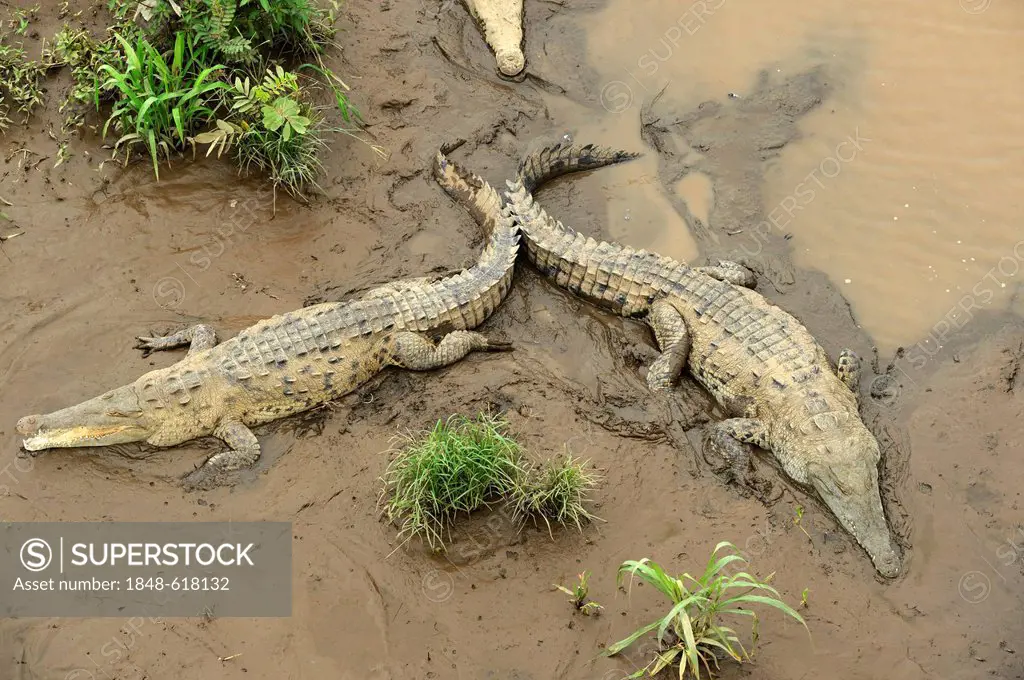 Spitz crocodiles (Crocodylus acutus) on the river Tarcoles, Costa Rica, Central America