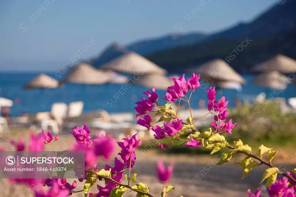 Bougainvillea on the beach of Cirali, Lycian coast, Lycia, Aegean, Mediterranean Sea, Turkey, Asia Minor
