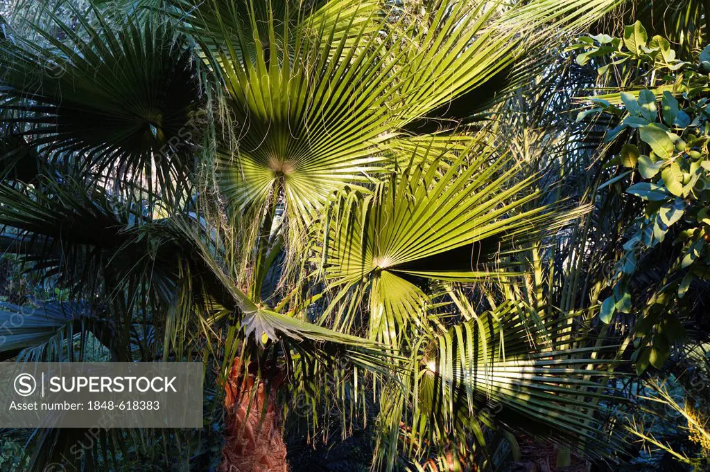 Palm tree in a hotel garden, Cirali, Lycia, Turkey, Asia Minor