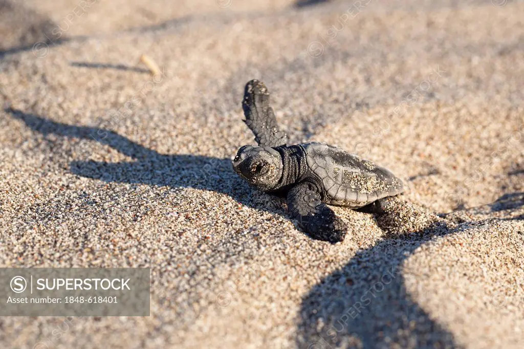 Loggerhead Sea Turtle (Caretta caretta), hatchling making its way to the sea, Lycian Coast, Turkey, Mediterranean, Asia Minor