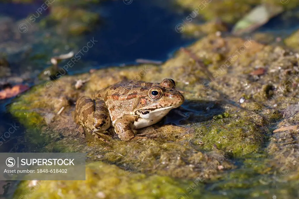 Marsh Frog (Rana ridibunda) in a pond, Lycian Coast, Lycia, Turkey, Asia Minor
