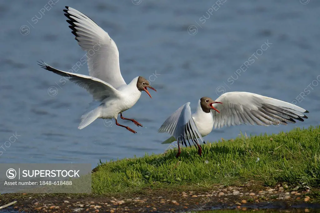 Black-headed gulls (Larus ridibundus), bickering and fighting, Texel, The Netherlands, Europe