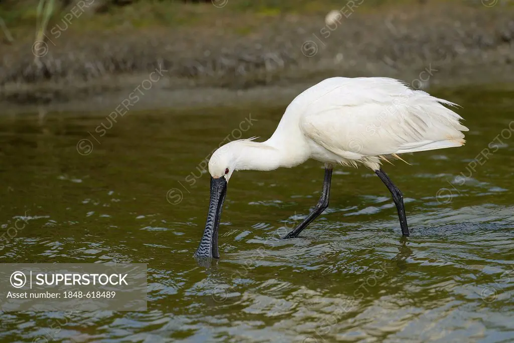 Eurasian Spoonbill or Common Spoonbill (Platalea leucorodia), fishing for food in the water, Texel, The Netherlands, Europe