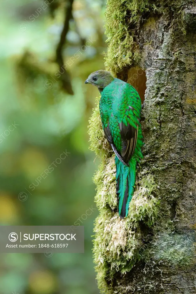 Resplendent quetzal (Pharomachrus mocinno), female, perched on a branch, San Gerardo de Dota, Costa Rica, Central America