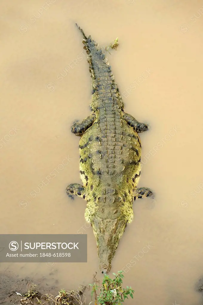 American crocodile (Crocodylus acutus) on the Tarcoles river, Costa Rica, Central America