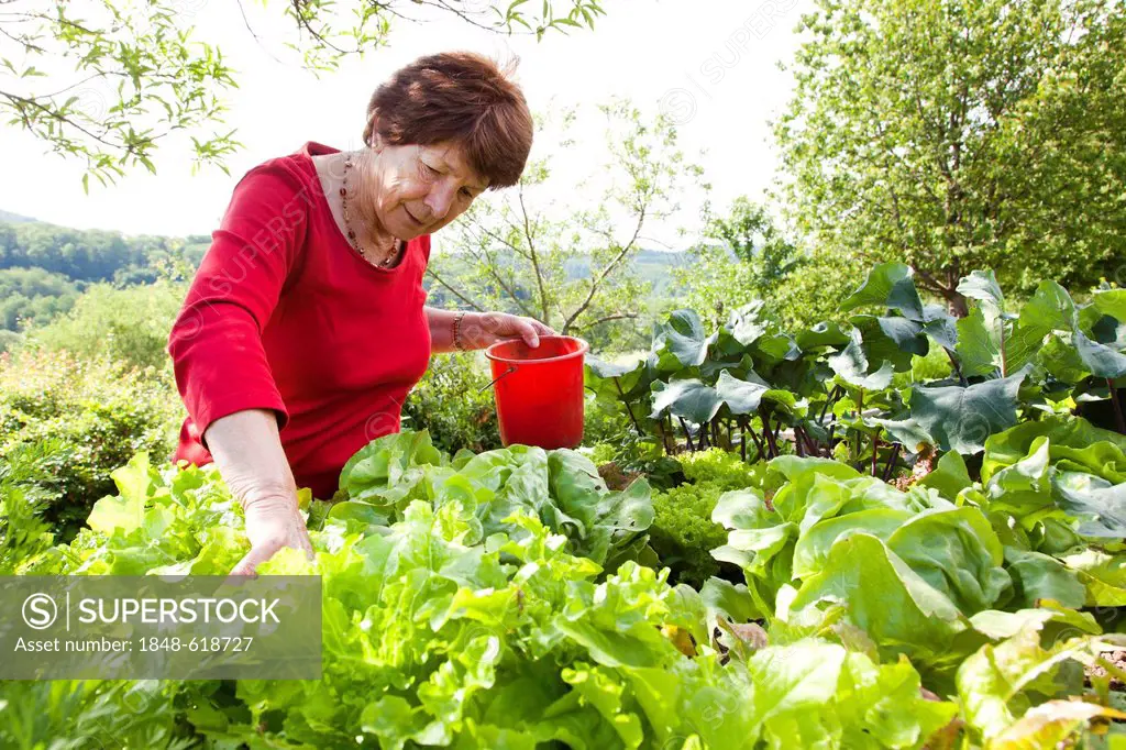 Elderly woman, retiree, 70-80 years old, working on a raised bed in a garden, Bengel, Rhineland-Palatinate, Germany, Europe