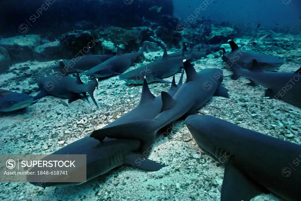 Whitetip reef sharks (Triaenodon obesus), Cocos Island, Costa Rica, Central America