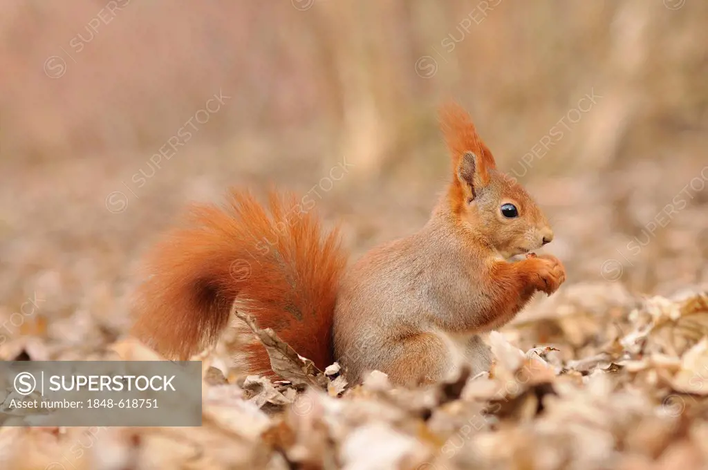 Eurasian red squirrel (Sciurus vulgaris), Stadtpark Leipzig park, Saxony, Germany, Europe