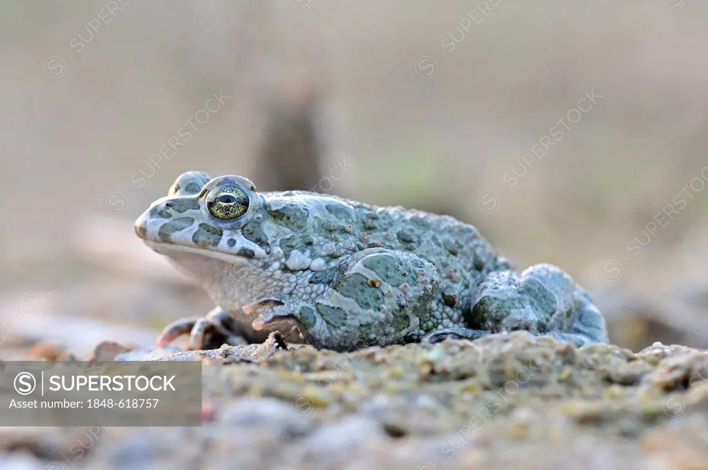 European green toad (Bufo viridis complex) near a gravel pit filled with water, near Leipzig, Saxony, Germany, Europe
