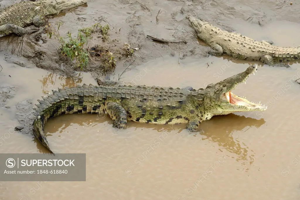 American crocodiles (Crocodylus acutus) on the Tarcoles river, Costa Rica, Central America