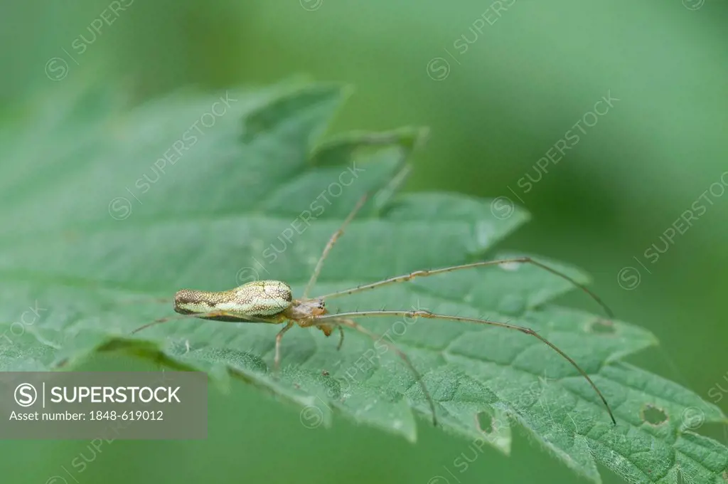 Long-jawed Orb Weavers or Long-jawed Spiders (Tetragnatha montana), Haren, Emsland region, Lower Saxony, Germany, Europe