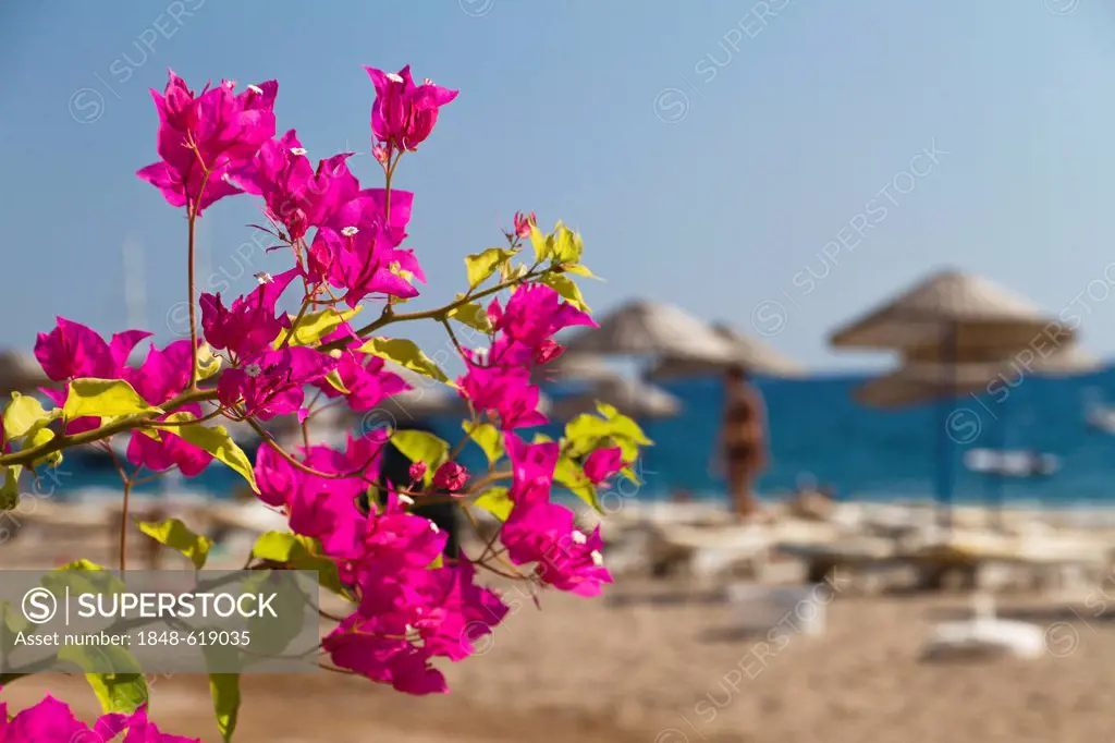 Bougainvillea on the beach of Cirali, Lycian coast, Lycia, the Aegean, Mediterranean Sea, Turkey, Asia Minor