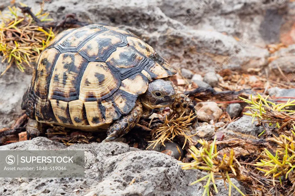 Spur-thighed Tortoise or Greek Tortoise (Testudo graeca), Lycian Coast, Turkey, Asia Minor
