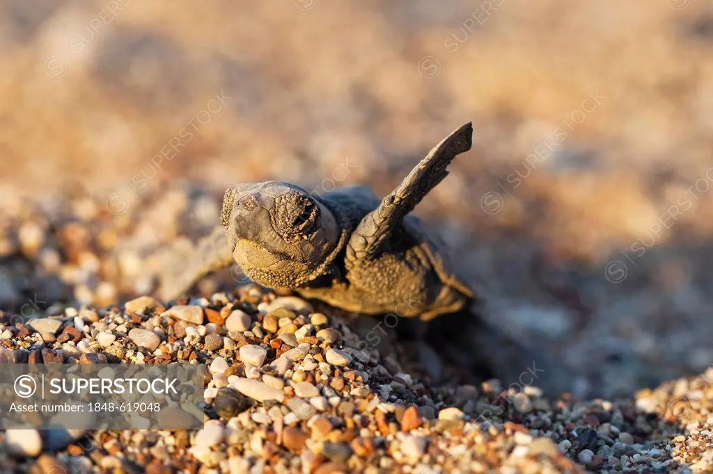 Loggerhead Sea Turtle (Caretta caretta), hatchling, Lycian Coast, Turkey, Mediterranean, Asia Minor