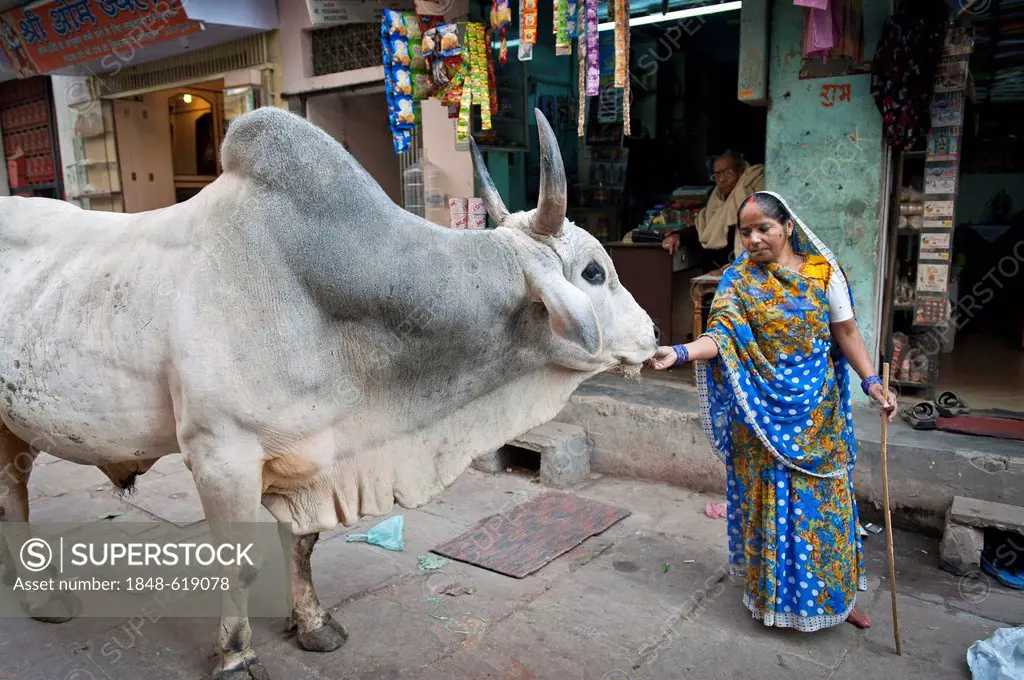 Hindu woman is feeding a holy cow, Varanasi, Benares or Kashi, Uttar Pradesh, India, Asia