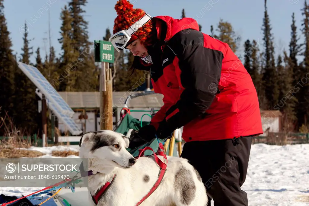 Young woman putting a harness on a sled dog, Alaskan Husky, harnessing, Yukon Territory, Canada