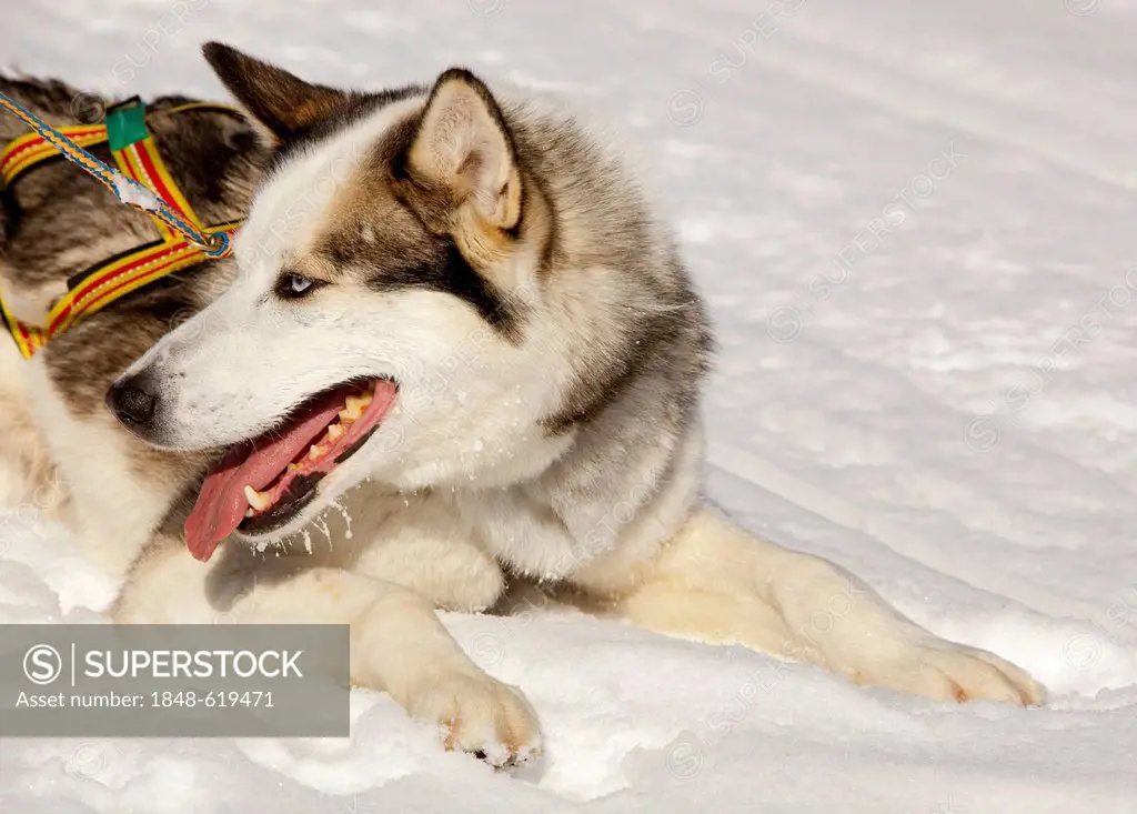 Sled dog, lead dog, Alaskan Husky, in harness, panting, resting in snow, frozen Yukon River, Yukon Territory, Canada