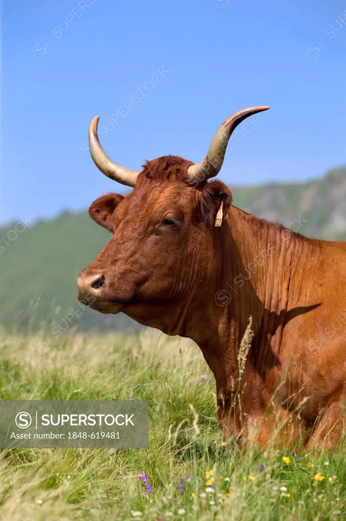 Salers cow, Sancy mountains, Parc Naturel Regional des Volcans d'Auvergne, Auvergne Volcanoes Natural Regional Park, Puy de Dome, France, Europe