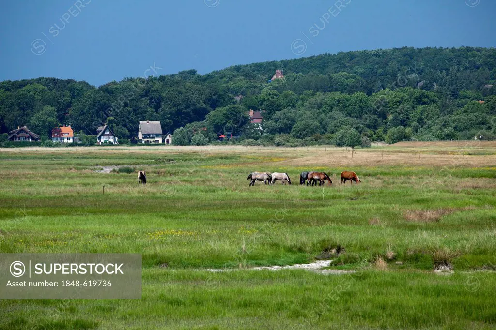 Horses, typical landscape of Hiddensee, Mecklenburg-Western Pomerania, Germany, Europe