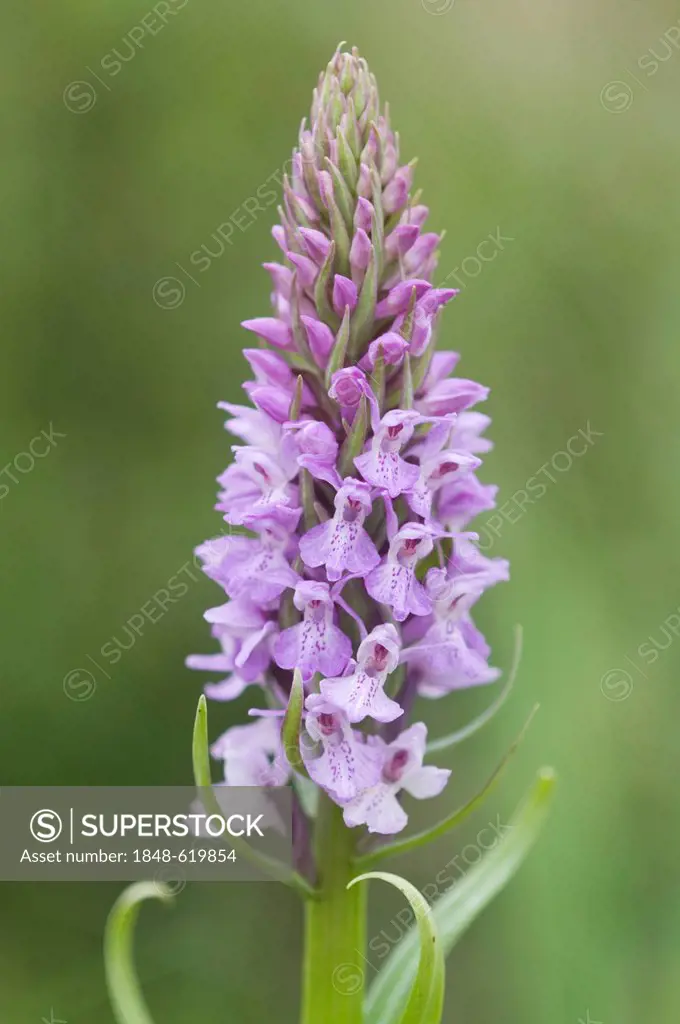 Heath spotted orchid, moorland spotted orchid (Dactylorhiza maculata), Meppen, Emsland, Lower Saxony, Germany, Europe