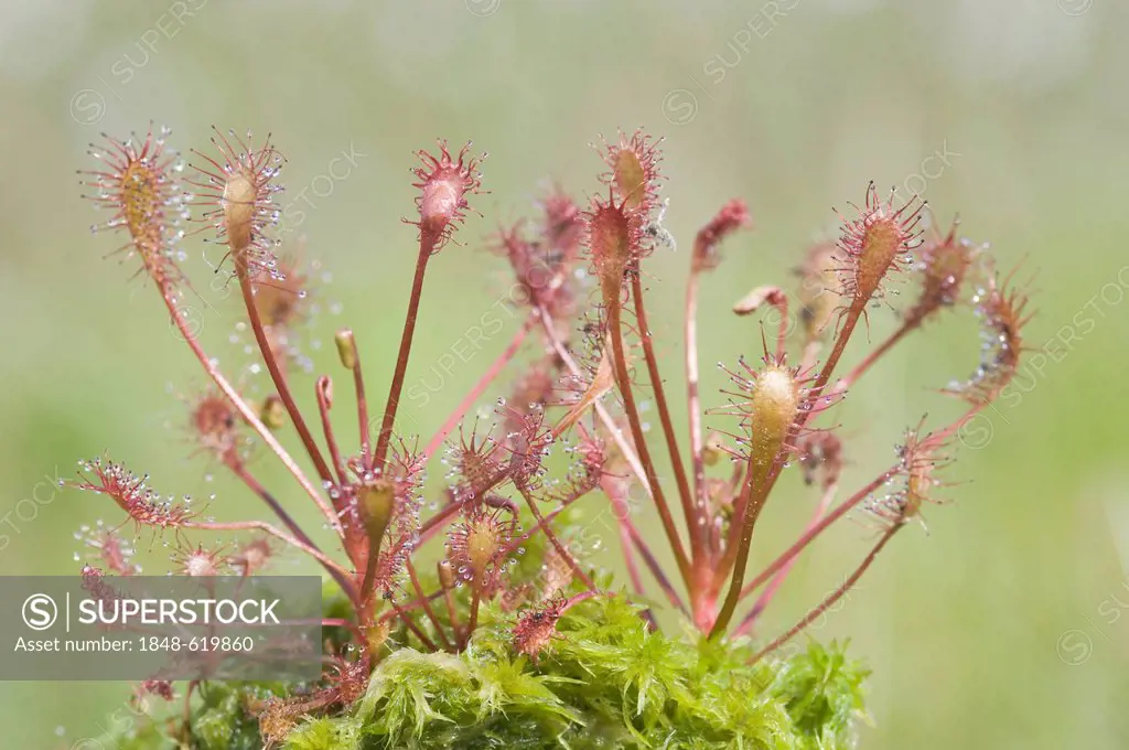 Common sundew, round-leaved sundew (Drosera rotundifolia), Wesuweermoor bog, Emsland, Lower Saxony, Germany, Europe