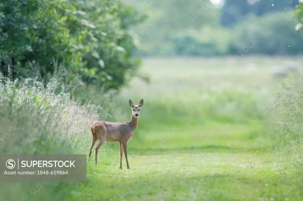 Roe deer (Capreolus capreolus), Haren, Emsland, Lower Saxony, Germany, Europe