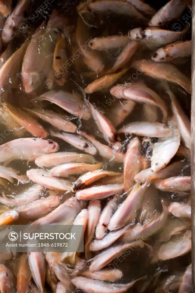 Pangas catfish (Pangasius pangasius), fish farm in the Mekong Delta, South Vietnam, Vietnam, Southeast Asia