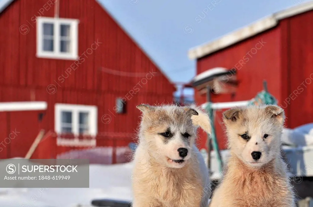 Two young Greenland dogs, Qeqertarsuaq or Disko Island, Greenland, Arctic North America