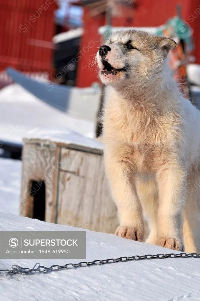 Young Greenland dog, Qeqertarsuaq or Disko Island, Greenland, Arctic North America