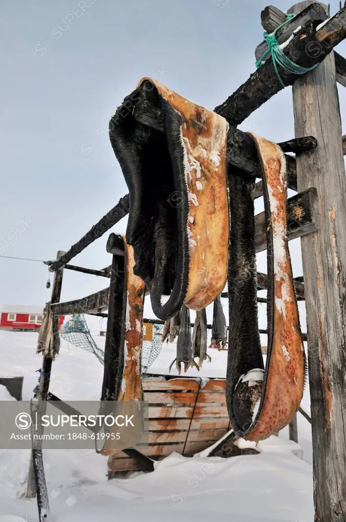 Seal blubber drying on a rack, Rodebay, Ilulissat, Greenland, Arctic North America