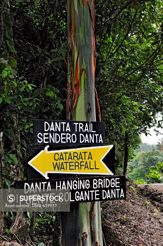 Sign to Catarata Waterfall on a Eucalyptus tree or Blue Gum (Eucalyptus), Alajuela Province, Costa Rica, Central America