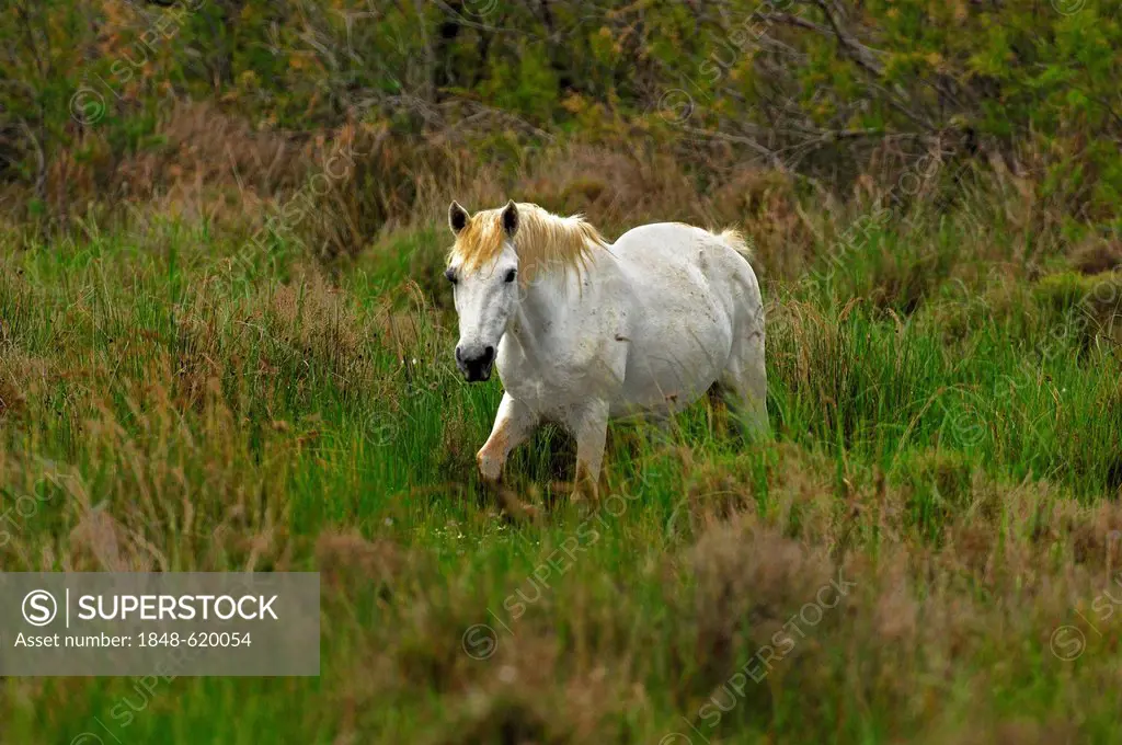 Wild Camargue horse, bronco, Camargue, France, Europe