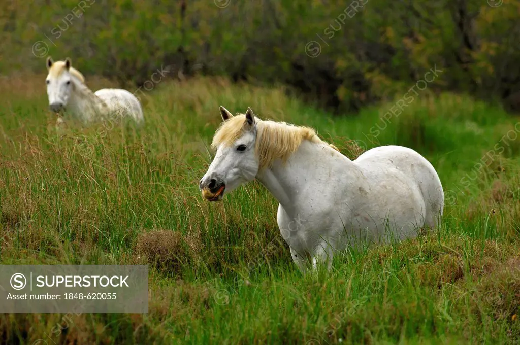 Wild Camargue horses, broncos grazing in a wetland, Camargue, France, Europe